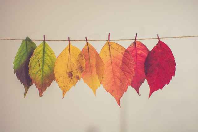 色とりどりの秋の葉