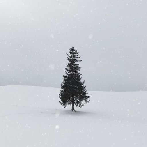 雪上の1本のモミの木