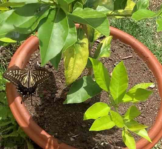 レモンの木に来たアゲハ蝶
